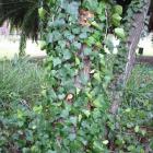 گیاه پاپیتال 9