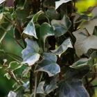 گیاه پاپیتال 12