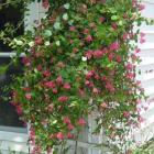 گیاه پیچک آبجویی 11