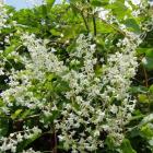 گیاه پیچ برفی 1