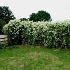 گیاه پیچ برفی 4