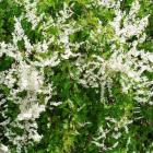 گیاه پیچ برفی 6