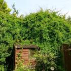 گیاه پیچ برفی 7