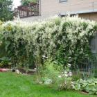 گیاه پیچ برفی 10