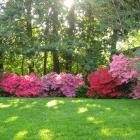 گل آزالیا 10