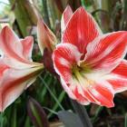 گل آماریلیس 7