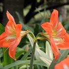 گل آماریلیس 9