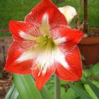 گل آماریلیس 10