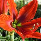 گل آماریلیس 11