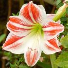 گل آماریلیس 12