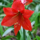 گل آماریلیس 13