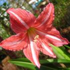 گل آماریلیس 16