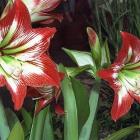 گل آماریلیس 17