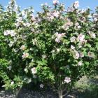 ختمی درختی 8