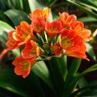 خورشیدی ( کیلیویا ) 2