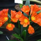 خورشیدی ( کیلیویا ) 7