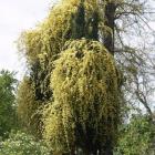 رز آبشار طلایی 2