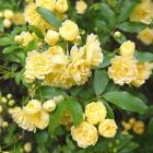 رز آبشار طلایی 8