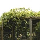 رز آبشار طلایی 18