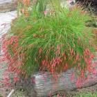 رسلیا ( مرجانی ) 4