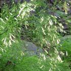 رسلیا ( مرجانی ) 8