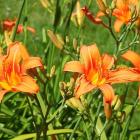 زنبق رشتی 10