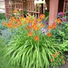 زنبق رشتی 13