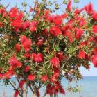 گیاه شیشه شور 1