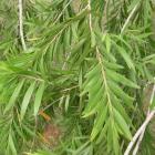 گیاه شیشه شور 2