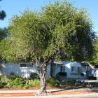 گیاه شیشه شور 5