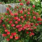 گیاه شیشه شور 7