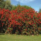 گیاه شیشه شور 8