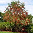 گیاه شیشه شور 12