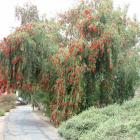 گیاه شیشه شور 15