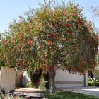 گیاه شیشه شور 16