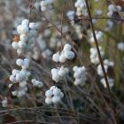 گل مروارید سفید 4