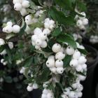 گل مروارید سفید 16