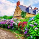 گیاه هورتانسیا ( ادریسی ) 10