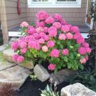 گیاه هورتانسیا ( ادریسی ) 17