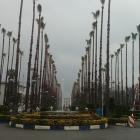 پالم واشنگتن (بادبزنی) 4