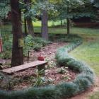 چمن یال اسبی 6