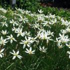 گیاه چاینیز سفید 2