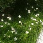 گیاه چاینیز سفید 9