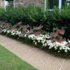 گیاه چاینیز سفید 14