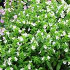 گل کوفیا ( مرجان ) 3