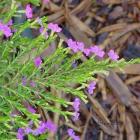 گل کوفیا ( مرجان ) 15