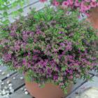 گل کوفیا ( مرجان ) 20