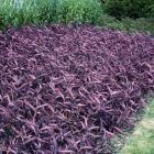 گیاه برگ بیدی عنابی 4