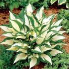 گیاه هوستا 2