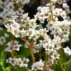 گیاه پوششی برجینا 1